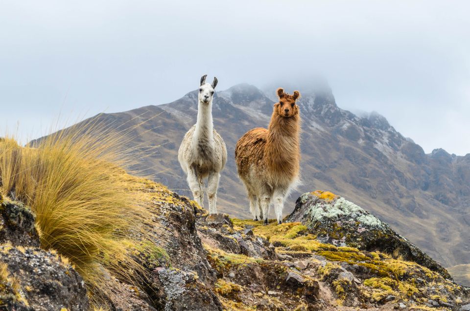 En hvit og en brun lama med tykk pels står på en vindfull bakketopp som er dekket av mose, foran et veldig høyt fjell.