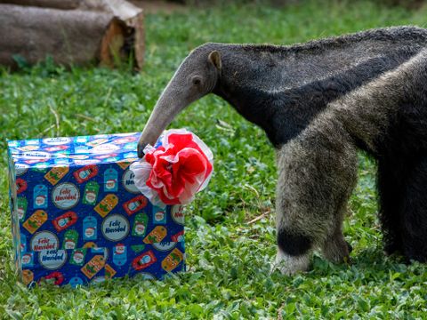 En grå maursluker lukter på en julegave i innhegningen sin i en dyrehage. 