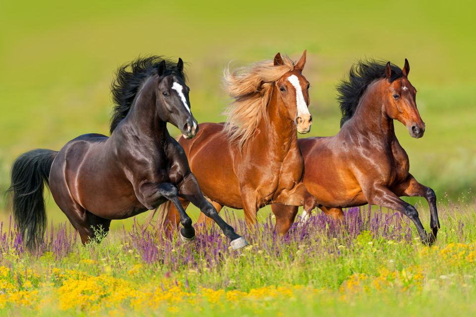 Tre hester som løper ved siden av hverandre på en eng.