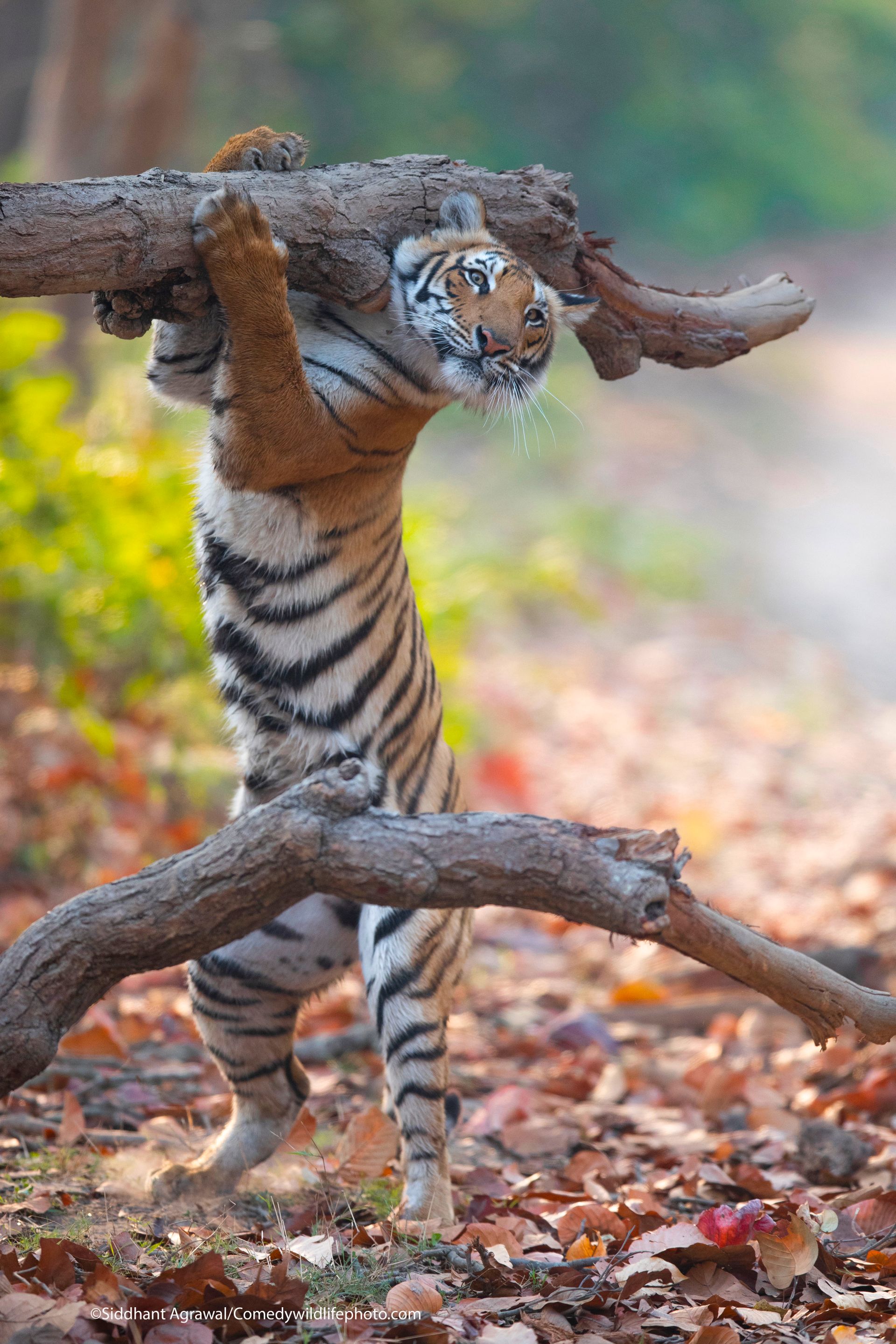 En tiger står oppreist med potene på en trestamme, så det ser ut som at den løfter en tømmerstokk.
