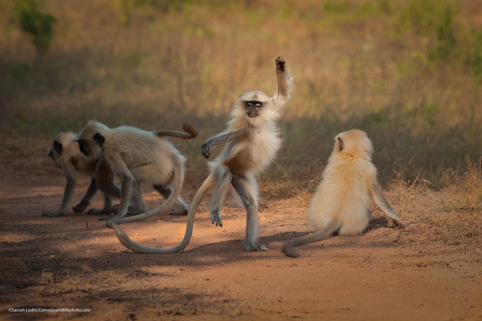 En apekatt med gulhvit pels, brune føtter og mørkt ansikt står på en fot, med hendene i luften, foran flere andre apekatter, så det ser ut som at hen danser.