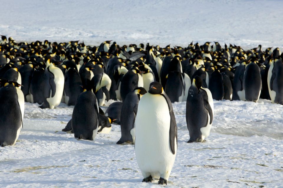 Mange pingviner som går bortover på isen.