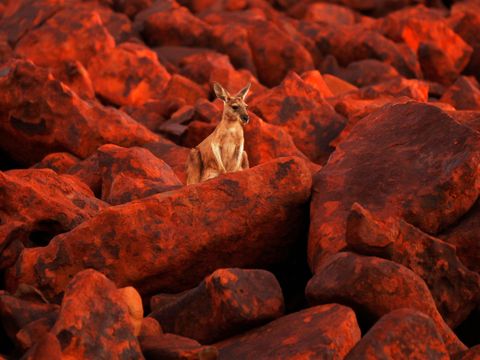 En enslig kenguru står oppi en fjellside dekket av jernrøde kampestener. 