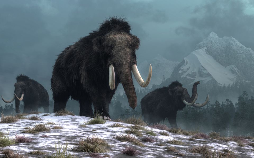 Tre mammuter med mørkebrun pels vandrer over en snøkledd slette i tussmørket. 