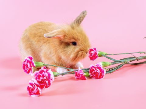 En liten kanin med gyllen pels står i et rosa rum og lukter på noen knallrosa blomster som ligger på gulvet.
