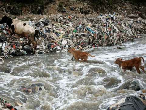 Tre kuer krysser en elv som er full av søppel.