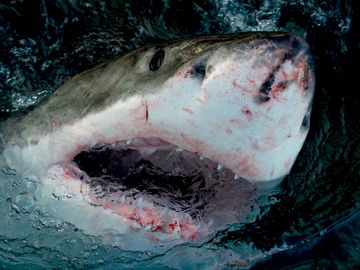 Nærbilde av en hvithai med stor munn og skarpe tenner.