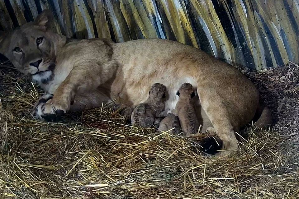En løve-mamma og flere løveunger ligger sammen i grass innendørs.