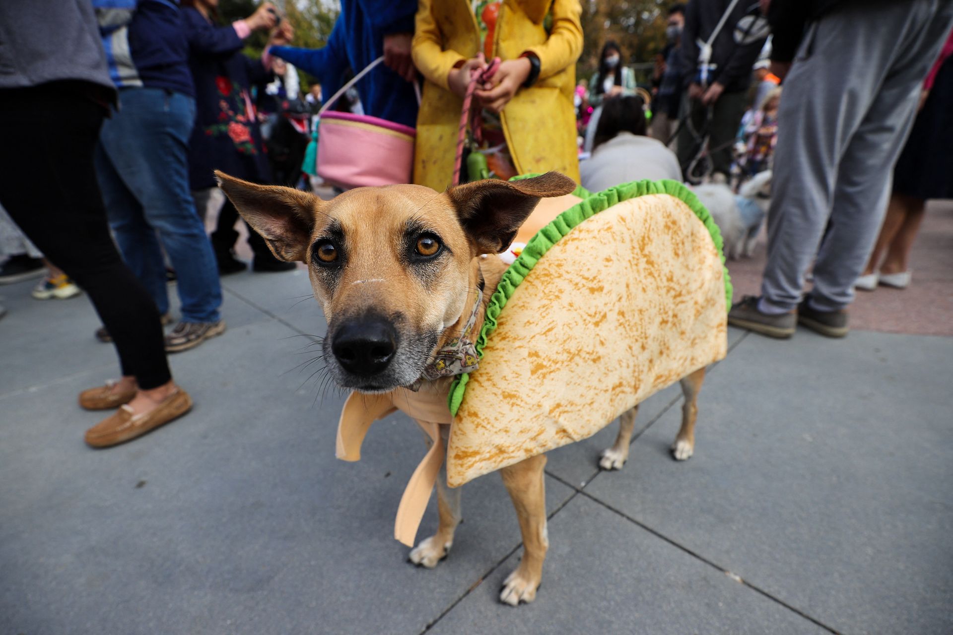 En brun hund står på gaten i et kostyme som skal forestille et tacoskjell eller et pitabrød med salat inni. 