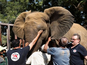 Fem mennesker holder en brun elefant, mens to av dem tar en prøve bak det ene øret.