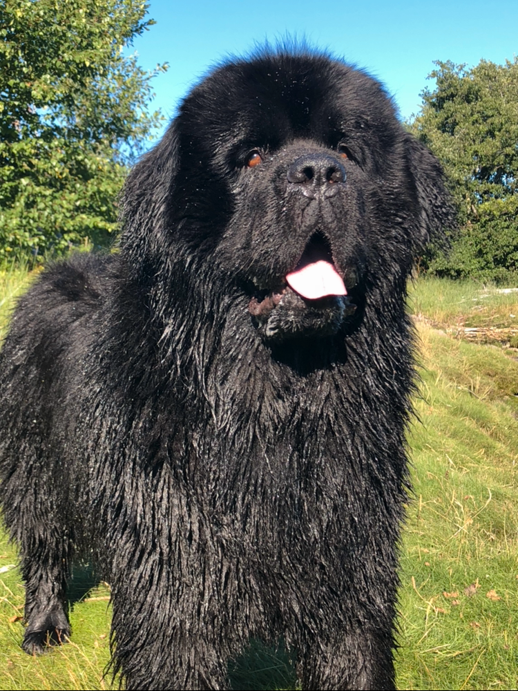 En stor hund med sort, langhåret pels står med tungen hengende ut av munnen.