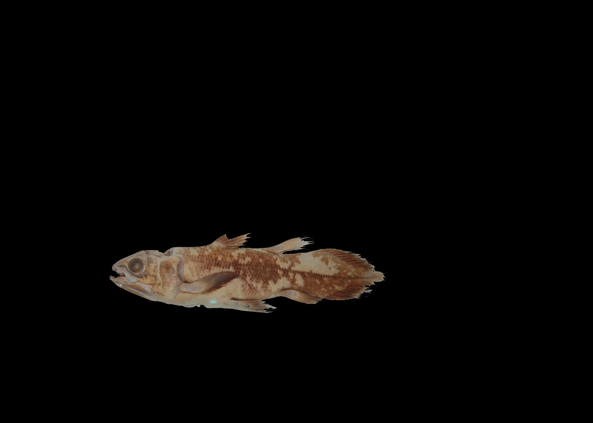 Kvastfinnefisken, på svart bakgrunn, har fått et mer brunlig skinn og mer solid farge på finnene.
