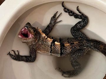 Et skummelt dinosaur-lignende reptil med munnen på vidt gap som krabber nedi en toalettskål. 