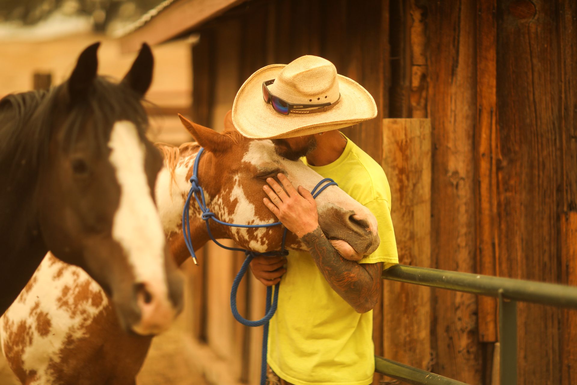 En mann med gul t-skjorte og cowboy-hatt klemmer hodet til en flekkete hest mens en mørkebrun hest med hvit tegning i ansiktet står i forgrunnen.