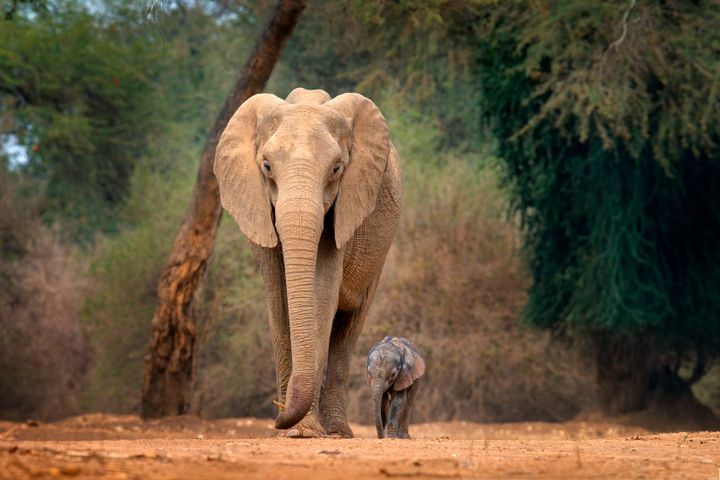 En stor elefant med lang snabel som går helt ned i bakken går ved siden av et lite elefantbarn på en grusvei inne i skogen. 