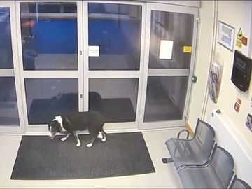 Et bilde fra et overvåkningskamera som viser en sort og hvit hund som står innenfor glassdørene i et venteværelse. 