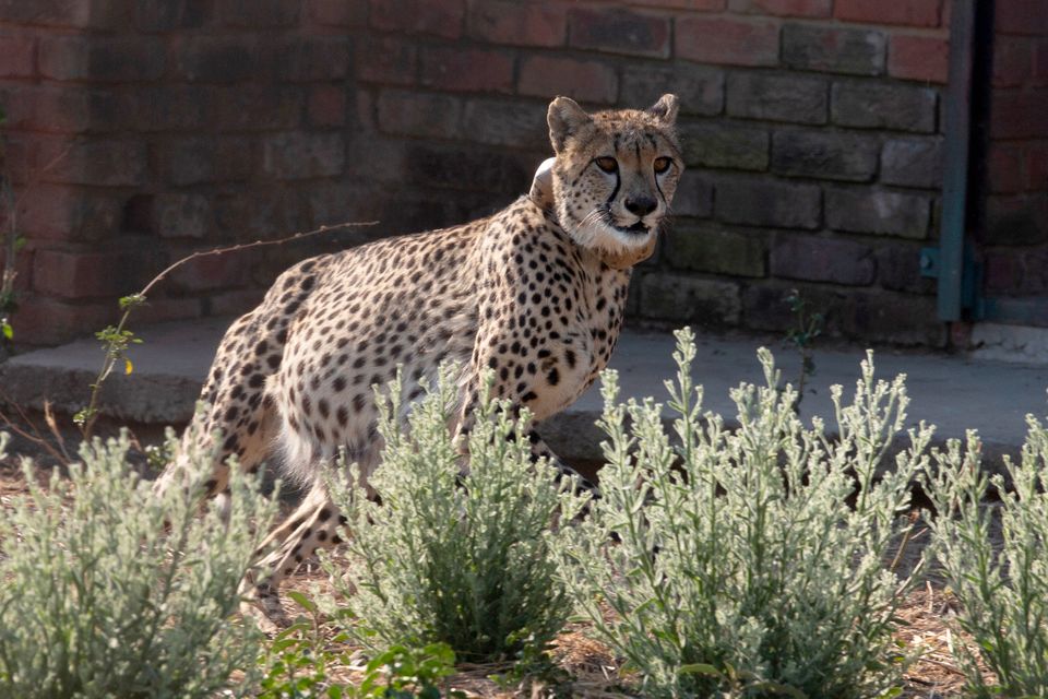 En gepard beveger seg fremover med noen busker foran seg og en murvegg i bakgrunnen.