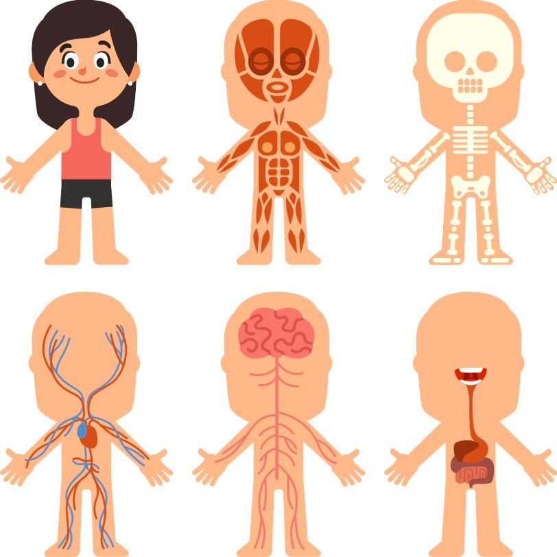 Flere tegneserie-figurer av jentekropp. En  med klær. De ulike figurene viser ulike ting som blodårer, skjelettet, magesekken, hjernen osv. 