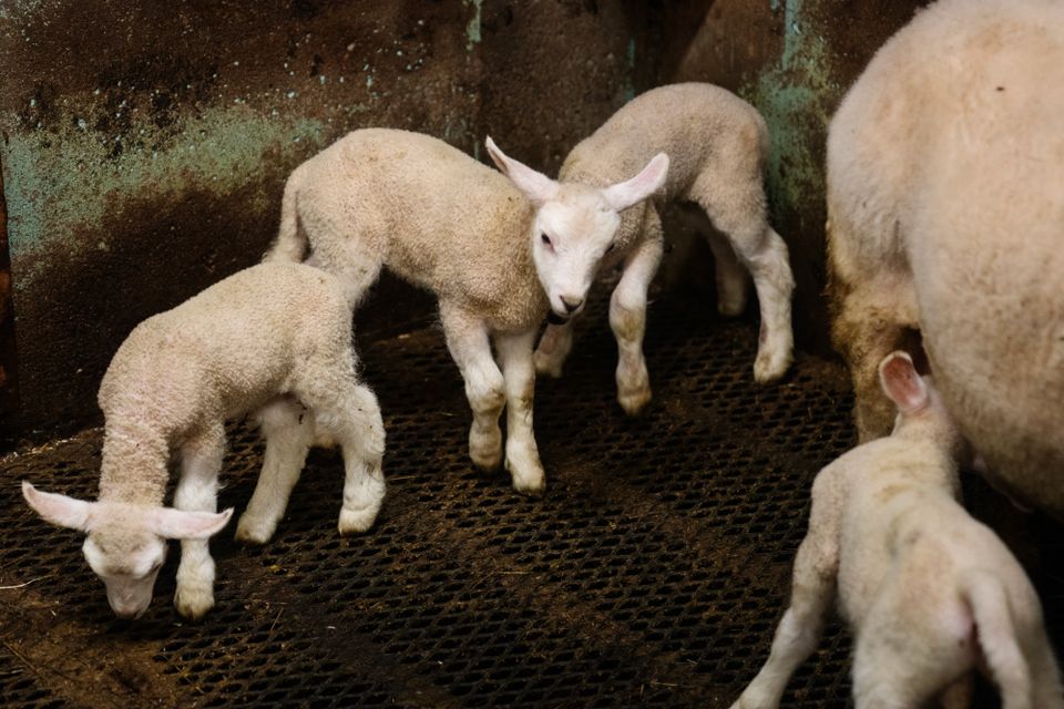 Fire små hvite lam står inne i et fjøs, og et av dem drikker melk av moren.