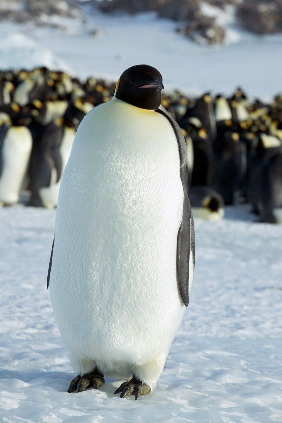 En pingvin som står på isen og mange pingviner i bakgrunnen.