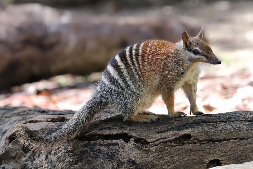 Et dyr står oppå en trestamme. Det ligner på et ekorn, men har sorte og hvite striper og er litt rødaktig foran.