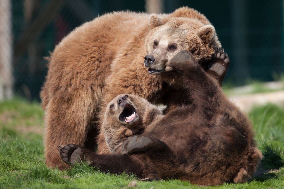 To store, brune bjørner leker i grønt gress. 