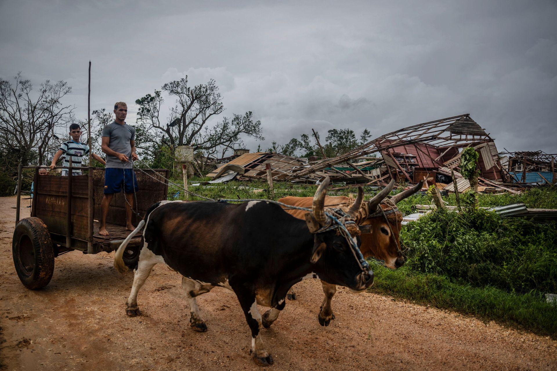 To menn sitter i en vogn som trekkes av to bøfler mens de kjører forbi et område med tropiske trær og gårdsbygninger som er helt ødelagte.
