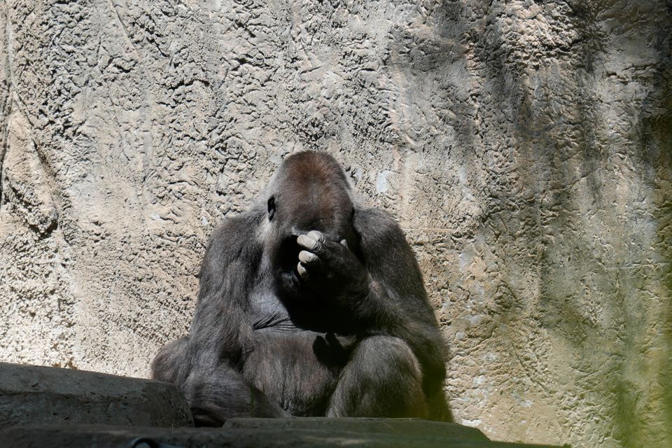 En stor brungrå gorilla-ape sitter ved en steinvegg i solskinnet og holder en hånd foran hodet. 