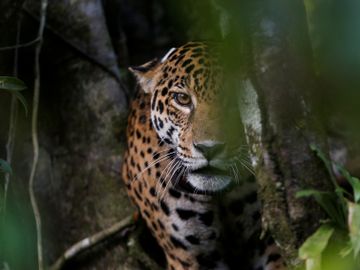 En oransje jaguar med svarte flekker er fotografert mellom grønne blader ved en trestamme i regnskogen.