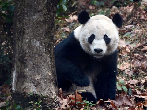 En panda kikker frem fra bak et tre.