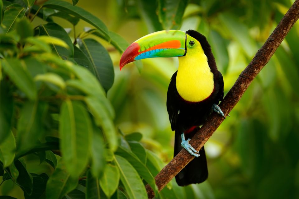 En fugl med sorte og gule fjær og langt, grønt nebb som sitter på en gren.