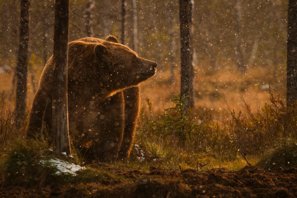 En brunbjørn står bak et tre i skogen og ser ut i luften. 