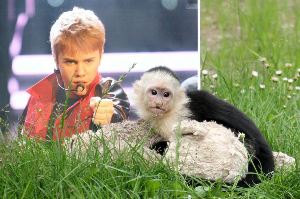 En apekatt ligger på gresset og bak er det et bilde av Justin Bieber som har kort, brunt hår.