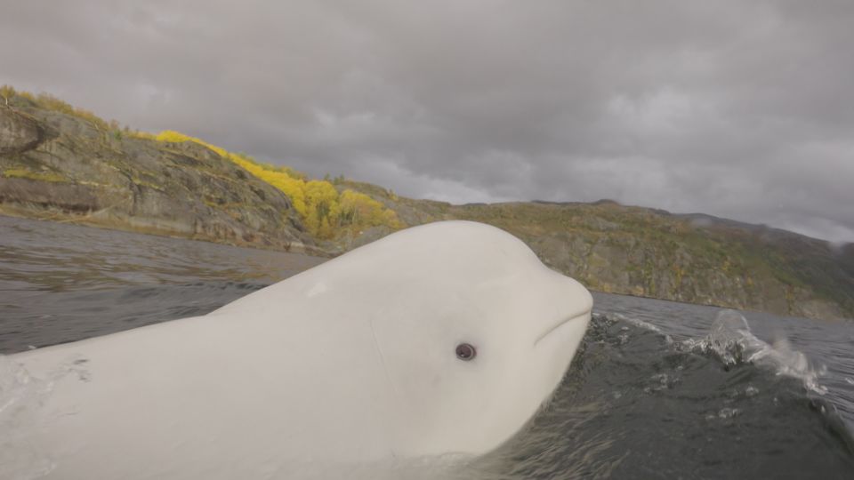En hvit hval svømmer på overflaten av bølgene. 