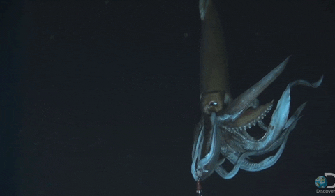 Gif av en kjempestor blekksprut med glatt hud og avlangt hode, som svømmer på totalt mørkt havdyp. 