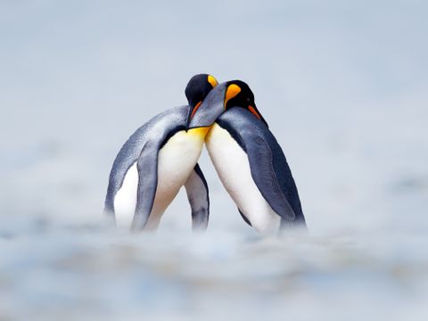 To pingviner står med hodet på hverandres skuldre, som om de klemmer, mens snøen blåser rundt dem.