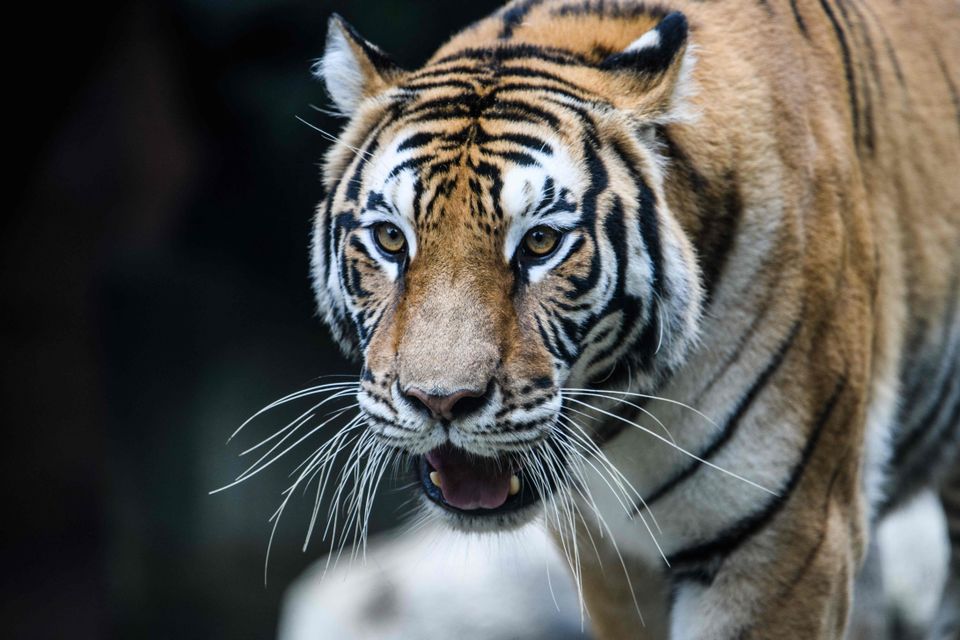 En tiger står med åpen munn og kikker.