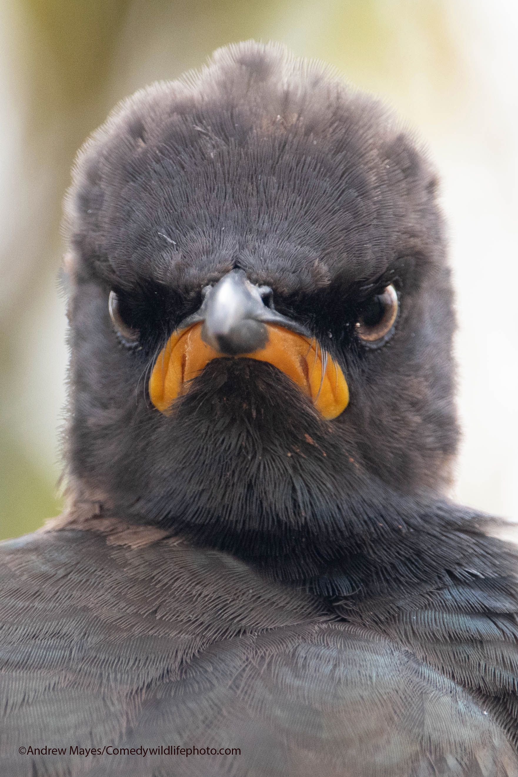 En fugl med brune fjær og oransje nebb, som minner om en nedoverpekende munn, stirrer direkte inn i kameraet.