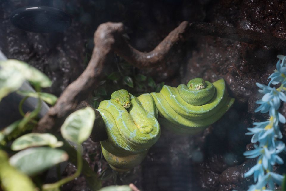 To lysegrønne slanger ligger oppå en gren, slynget sammen i en liten klump.