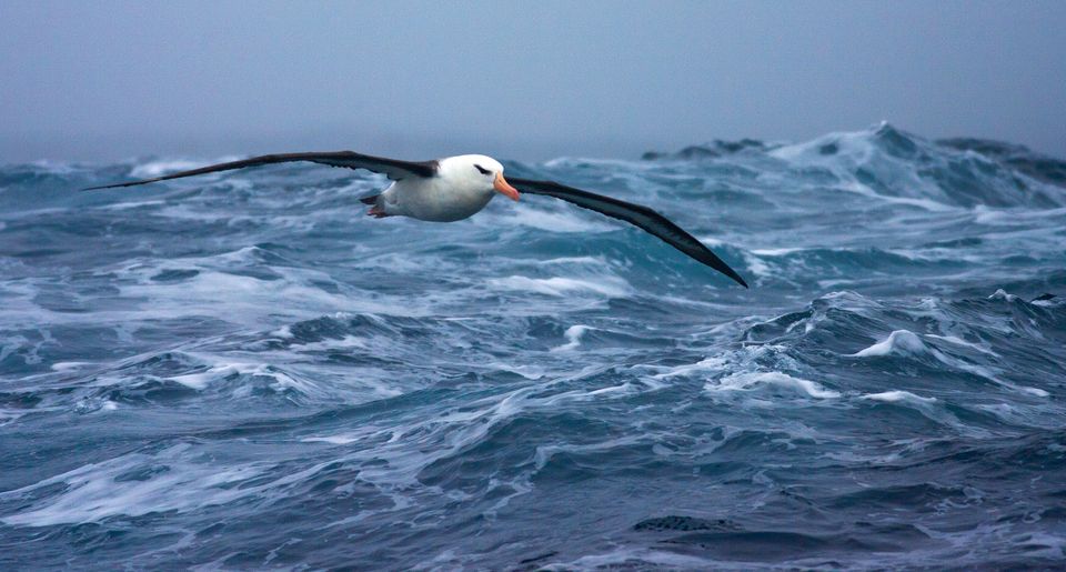 En fugl med lange sorte vinger og hvit kropp flyr over blått bølgende hav.
