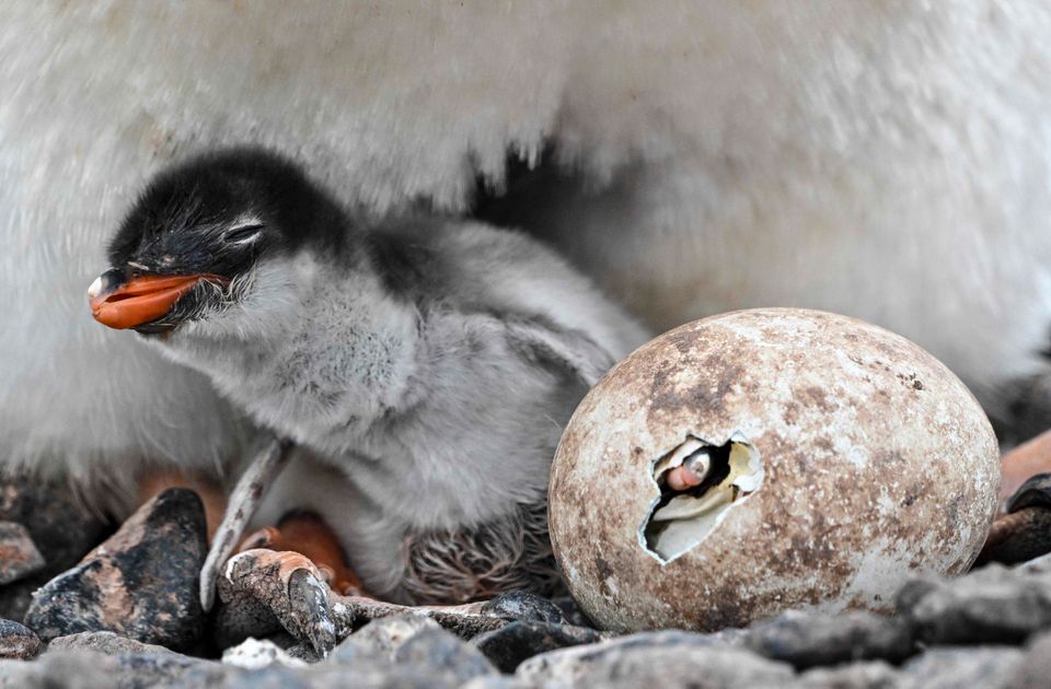 En baby-pingvin ligger under morens fjær mens et egg ved siden av klekkes.