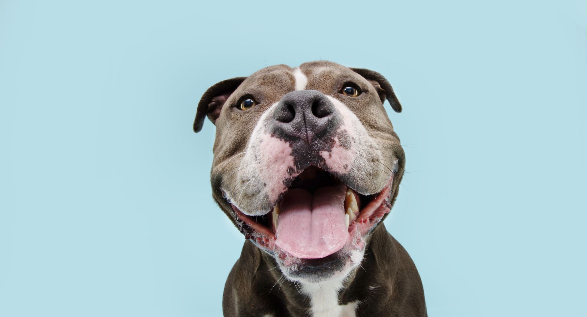 En hund som likner en pitbull, med bred, åpen munn, rosa tunge, brun pels og hvit stripe i pannen står foran en lyseblå bakgrunn.