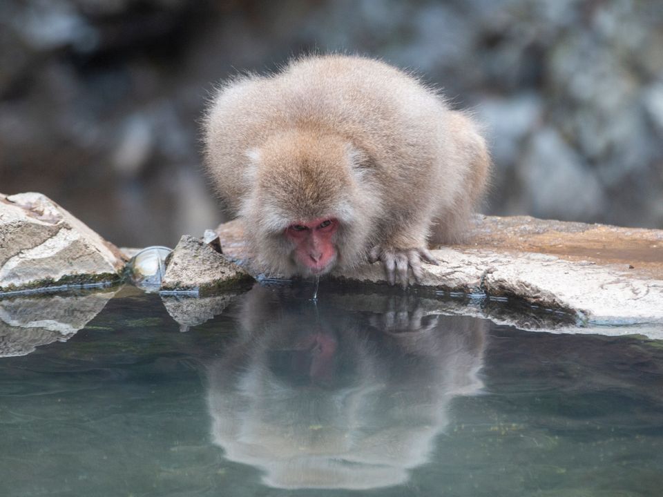 En liten ape bøyer seg ned og drikker fra et vann.
