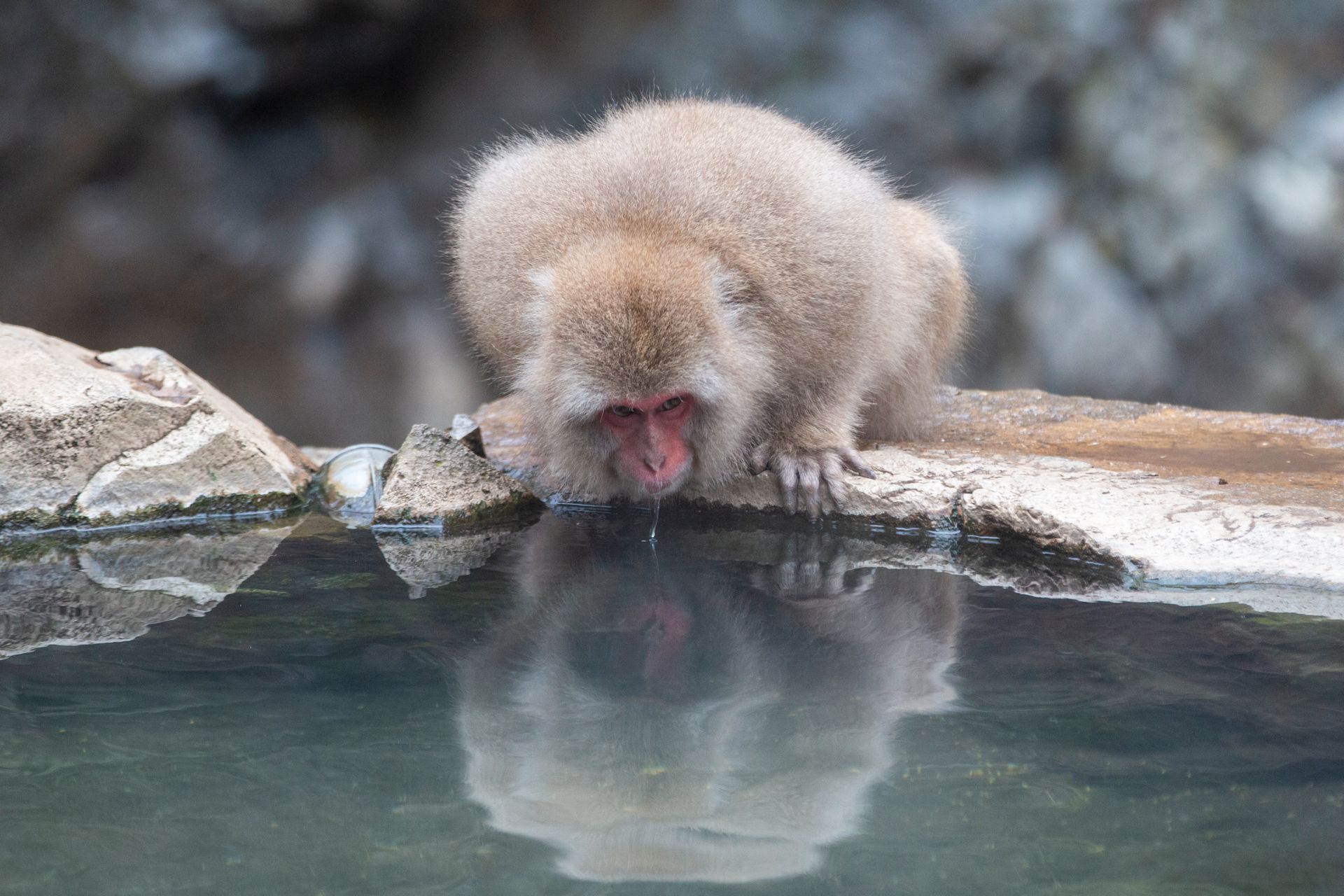 En liten ape bøyer seg ned og drikker fra et vann.