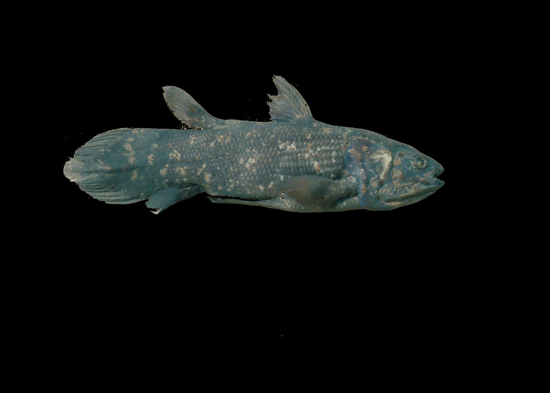 En gråbrun, flekkete fisk med to ryggfinner og spydformet halefinne er avbildet på svart bakgrunn. 