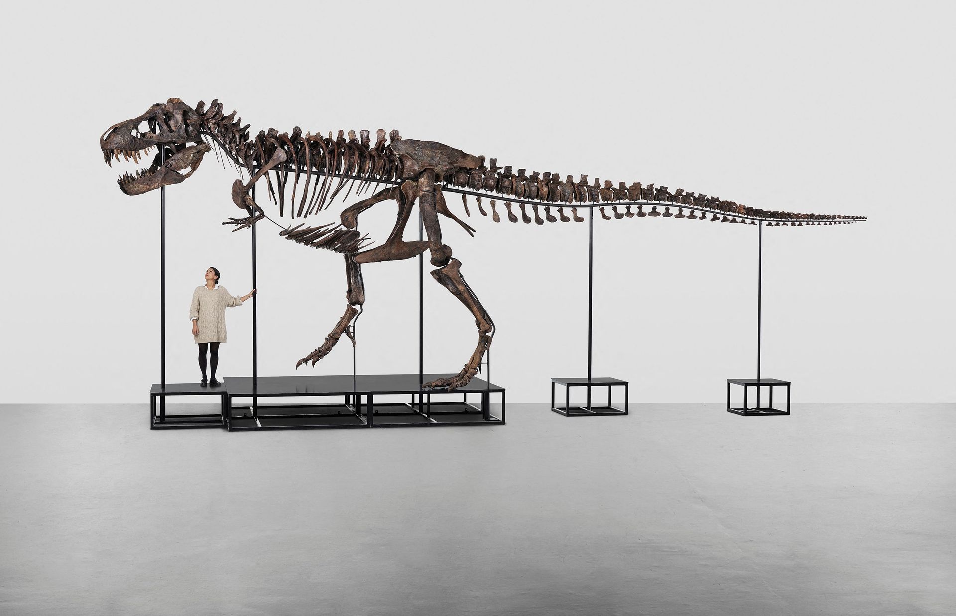 Et enormt, brunt skjelett med stor kranie og store tenner, står i et hvitt rom, og en person som står under skjelettet når så vidt opp til dinosaurens mage.