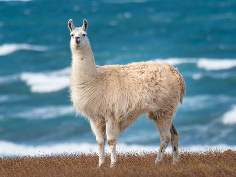 Illustrasjonsbilde av et dyr på fire bein, ører som står opp, hvit, tykk pels, liten hale og et surt uttrykk i ansiktet står på en eng foran turkist hav med bølger i.