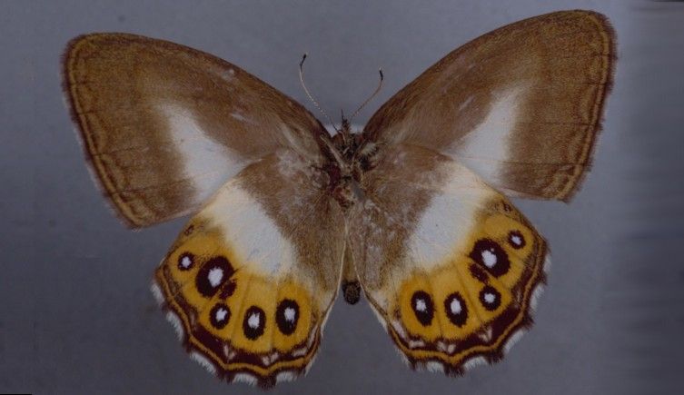 En sommerfugl med todelte vinger som er beige oppe, med en tykk, hvit stripe i midten, et gult felt nede med svarte og hvite prikker og en slags brun bord er fotografert på et grått bord. 