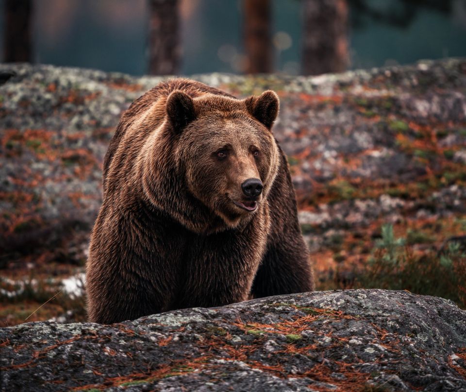 Nærbilde av en stor bjørn med runde ører og mørkebrun pels, som står mellom to slags fjellknauser i skogen.
