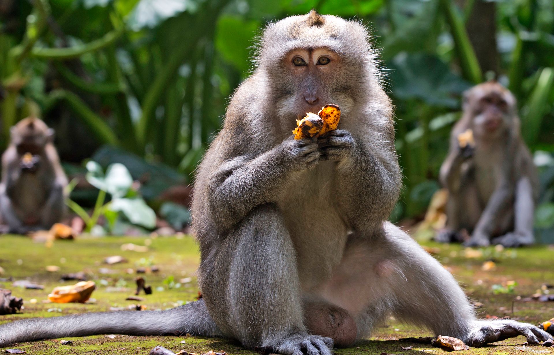 En brun ape sitter på en gressdekket bakke og spiser en oransje frukt. 